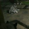 2_raccoons_friggin