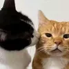 huhu_863