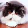 aidencatgrooming