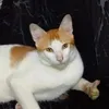 pulongisthename_