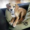 roccothebeaglemix