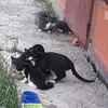 homeless_cat_0
