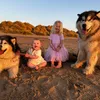 Life With Malamutes