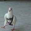 medatdude