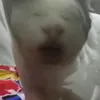 bkugouk