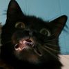 crazycatgae