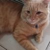 cila_chimol