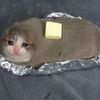 dkchunky