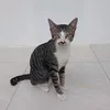 abahanom036