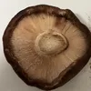 dougamitene0