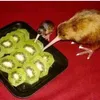 kiwi_bird37