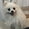 pipocaramalho