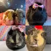 theguineapigstation