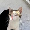 meowthers7
