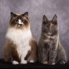 gertrude_ragdoll