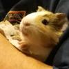 guineapigmom74