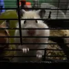 linhnguxi4