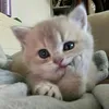 chucchu_9