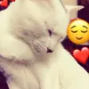 dkthao