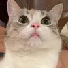 meoempty