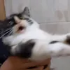 whiskas_elit