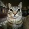.mishka.fred_228