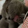 cats.are.superior7