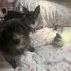 2dogsonecat