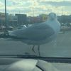 seagullwithonefoot