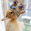helloimaduck1234