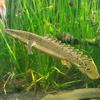 tactical_bichir