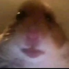 hamstersonlylel