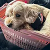 matetsu_vvip