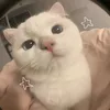 kylevx2