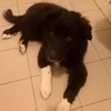 barbaraghislandi3
