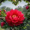 janafridi146