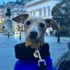 carmelotheiggy