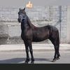 marcelino261
