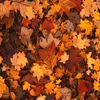 autumnleaves1519