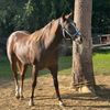negrito4631