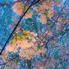 takanenohara