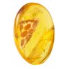 amber_pizza