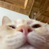 ntnqisme