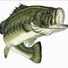 _.bass._