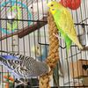 4littlebudgies