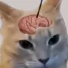 leoo_nardoo0