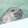 splortiepoo