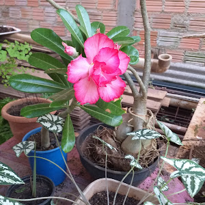 kelviareginasampaiosous0