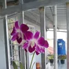 gia_khiem_2018