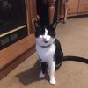 crazycatd